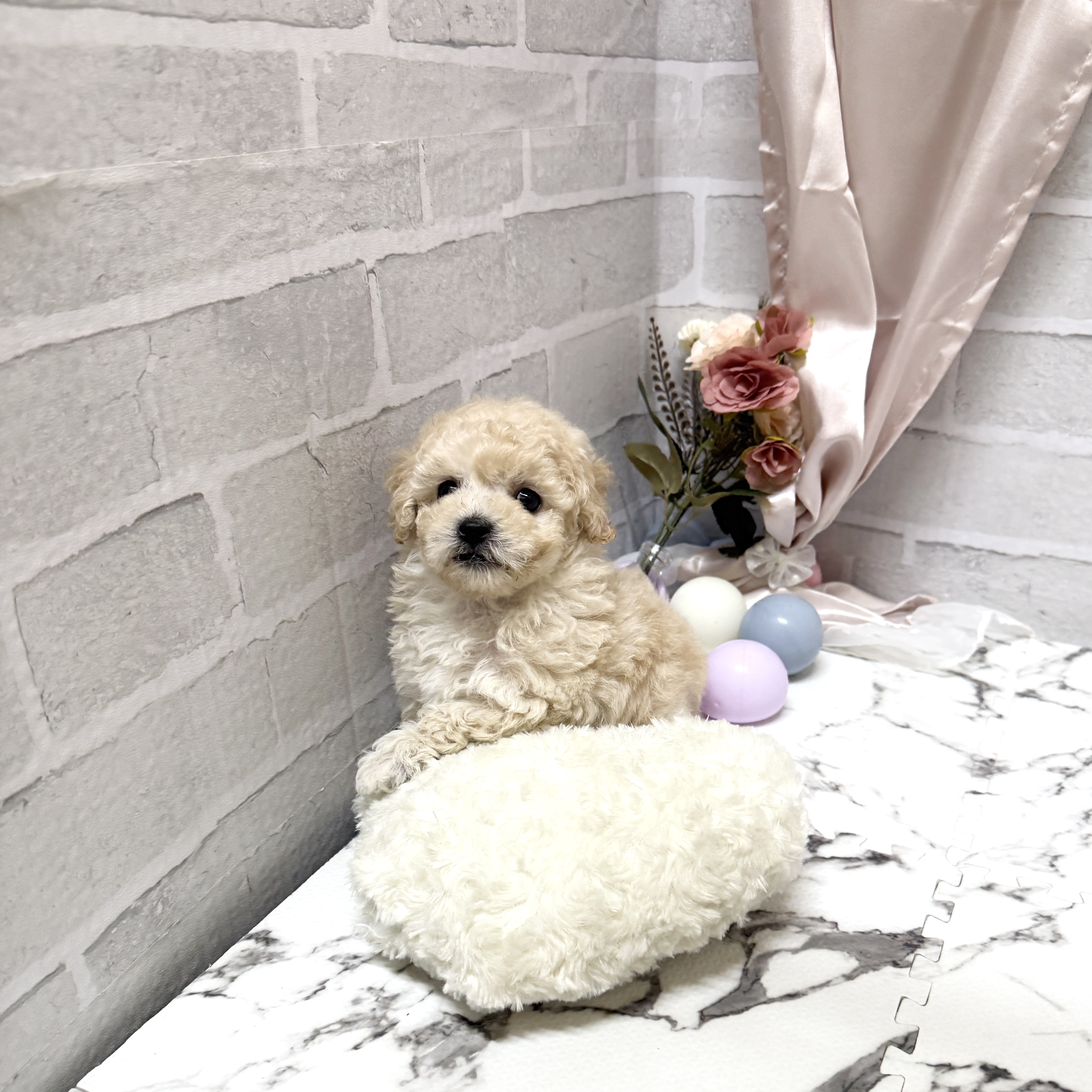 愛知県のビションプー(ビションフリーゼ×プードル) (犬の家＆猫の里岡崎店/2025年10月20日生まれ/男の子/クリーム)の子犬の2枚目の画像