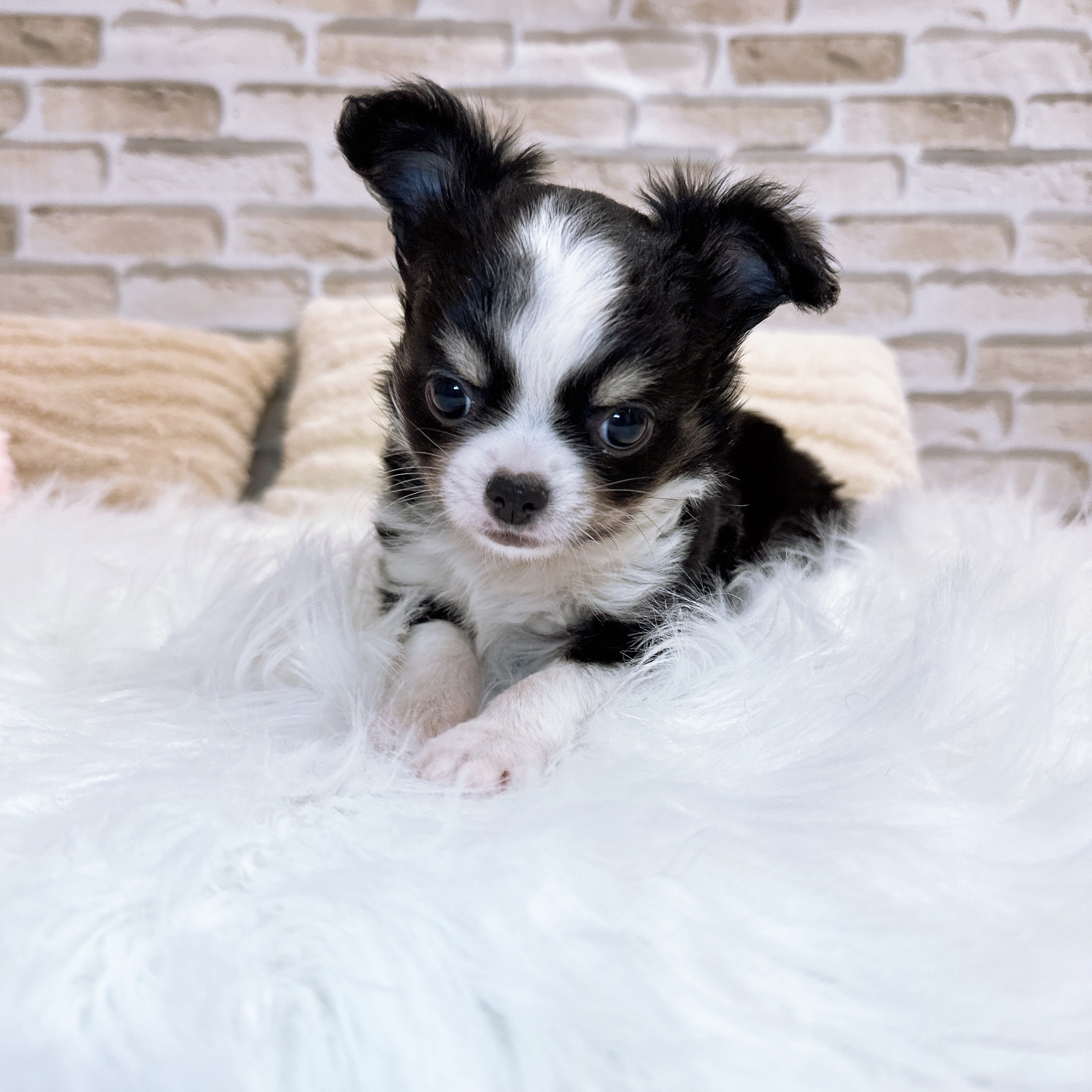 神奈川県のチワワ(ロング) (犬の家＆猫の里モザイクモール港北店/2025年10月18日生まれ/男の子/ブラックタンホワイト)の子犬の2枚目の画像