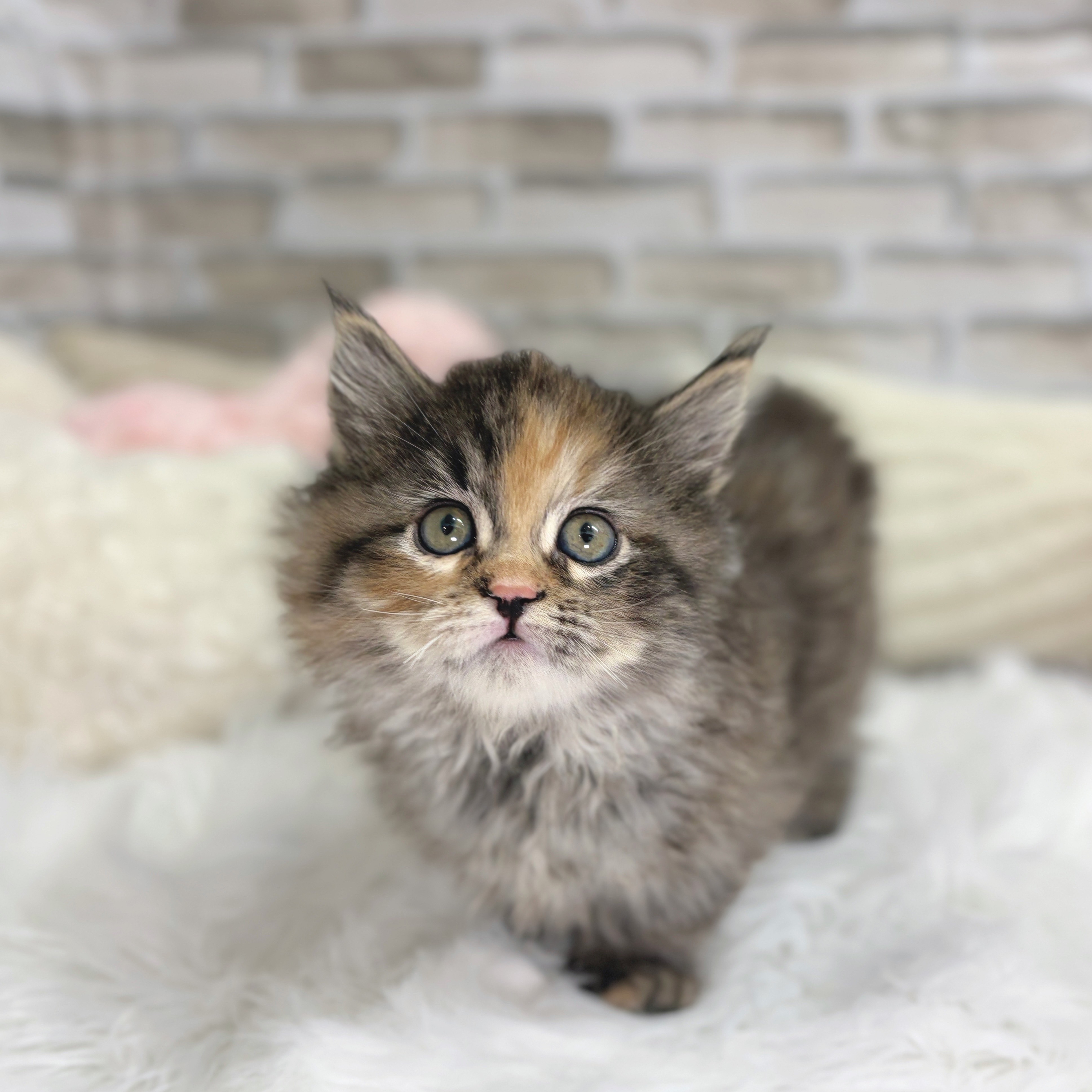 神奈川県のマンチカン (犬の家＆猫の里モザイクモール港北店/2025年10月19日生まれ/女の子/ブラウンパッチドタビー)の子猫の1枚目の画像