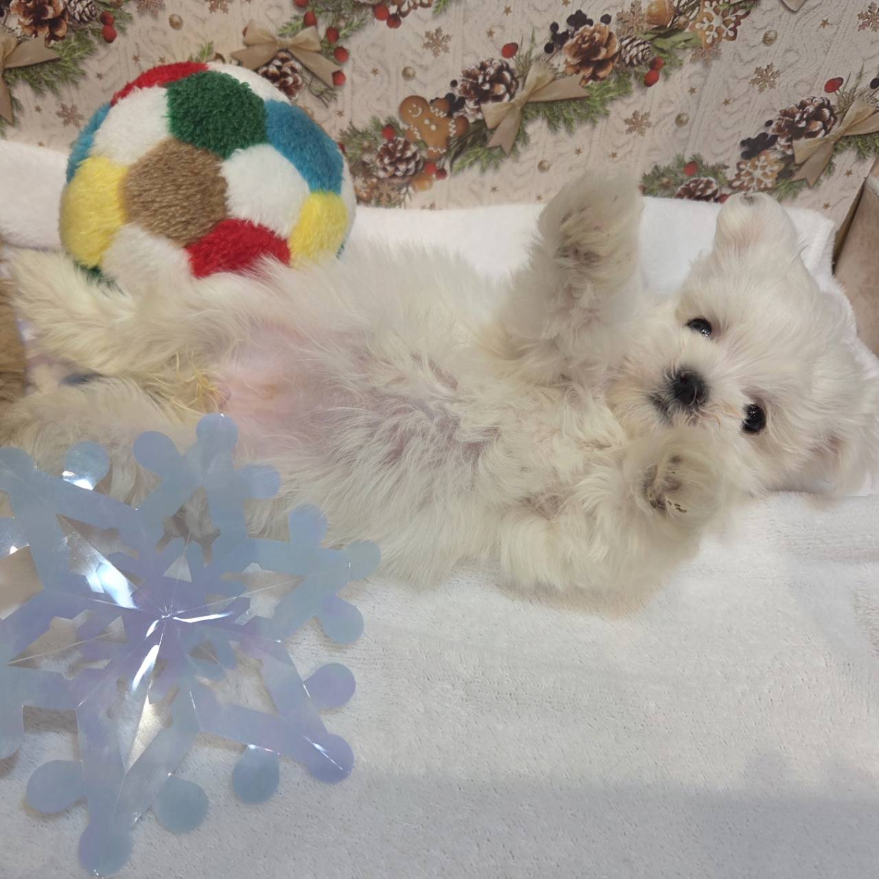 長野県のマルチーズ (犬の家＆猫の里カインズ梓川店/2025年10月21日生まれ/女の子/ホワイト)の子犬の2枚目の画像