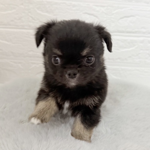 愛知県のチワワ(ロング) (犬の家＆猫の里豊川インター店/2025年10月20日生まれ/男の子/ブラックタンホワイト)の子犬の2枚目の画像