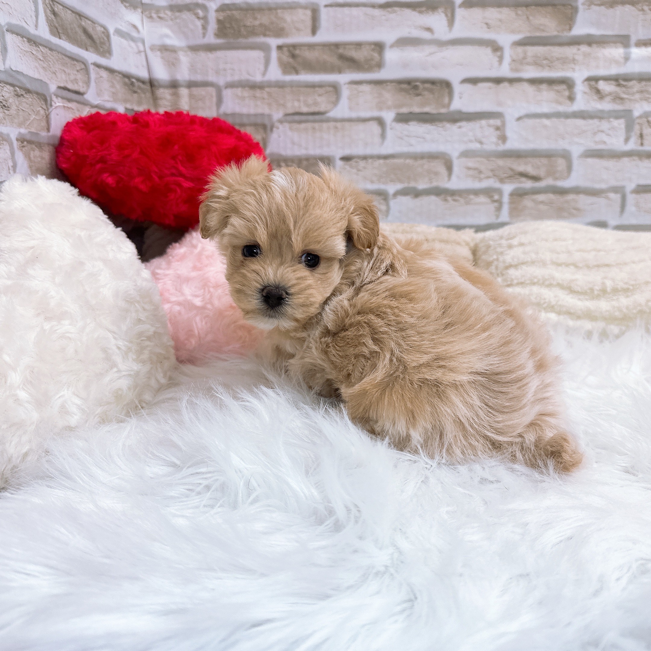 神奈川県のマルプー(マルチーズ×プードル) (犬の家＆猫の里モザイクモール港北店/2025年10月21日生まれ/女の子/クリームホワイト)の子犬の2枚目の画像