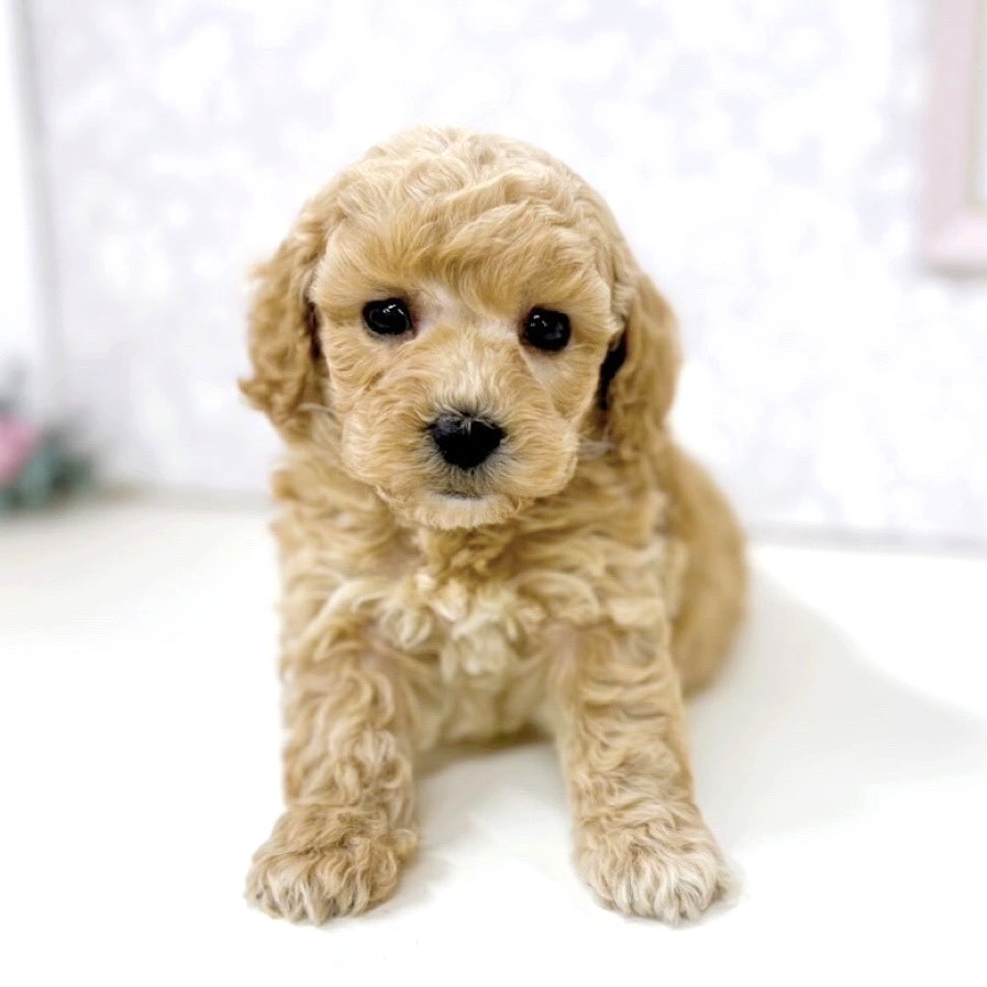 富山県のトイプードル(トイ) (犬の家＆猫の里アミーゴ高岡蓮花寺店/2025年10月21日生まれ/男の子/クリーム)の子犬の1枚目の画像