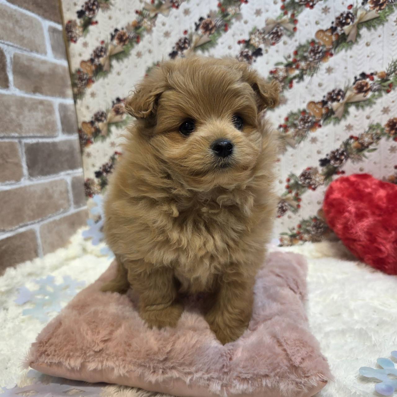 長野県のポメプー(ポメラニアン×プードル) (犬の家＆猫の里カインズ梓川店/2025年10月19日生まれ/男の子/オレンジ)の子犬の2枚目の画像