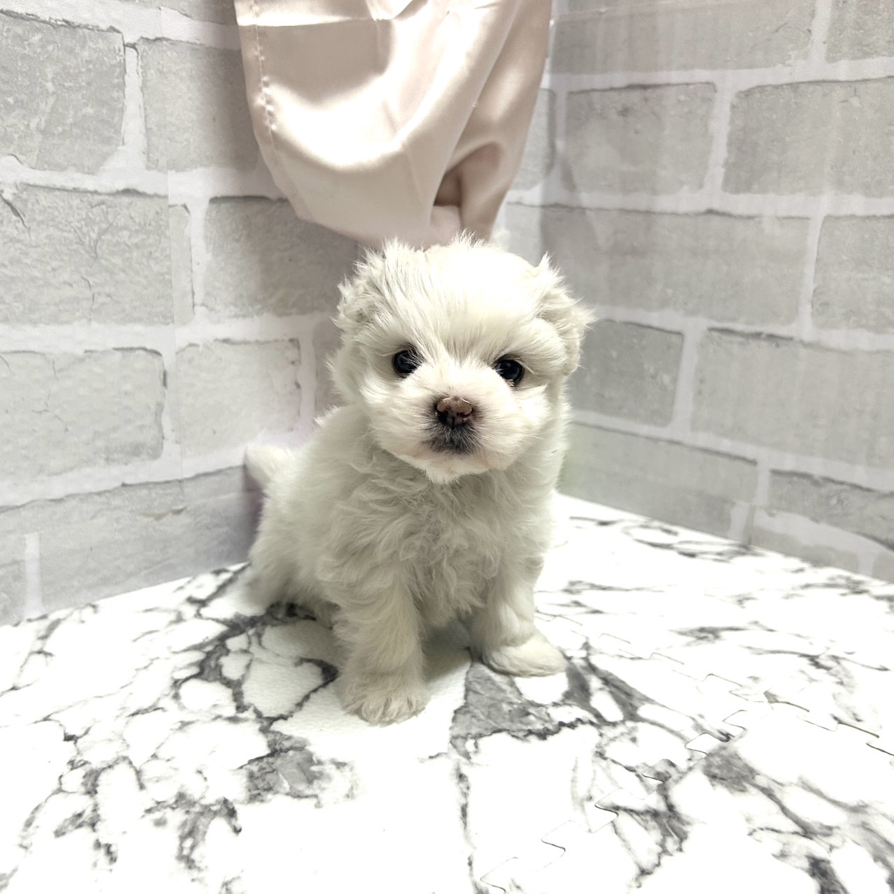 愛知県のマルズー/マルシーズ(マルチーズ×シーズー) (犬の家＆猫の里岡崎店/2025年10月19日生まれ/女の子/ホワイト)の子犬の1枚目の画像