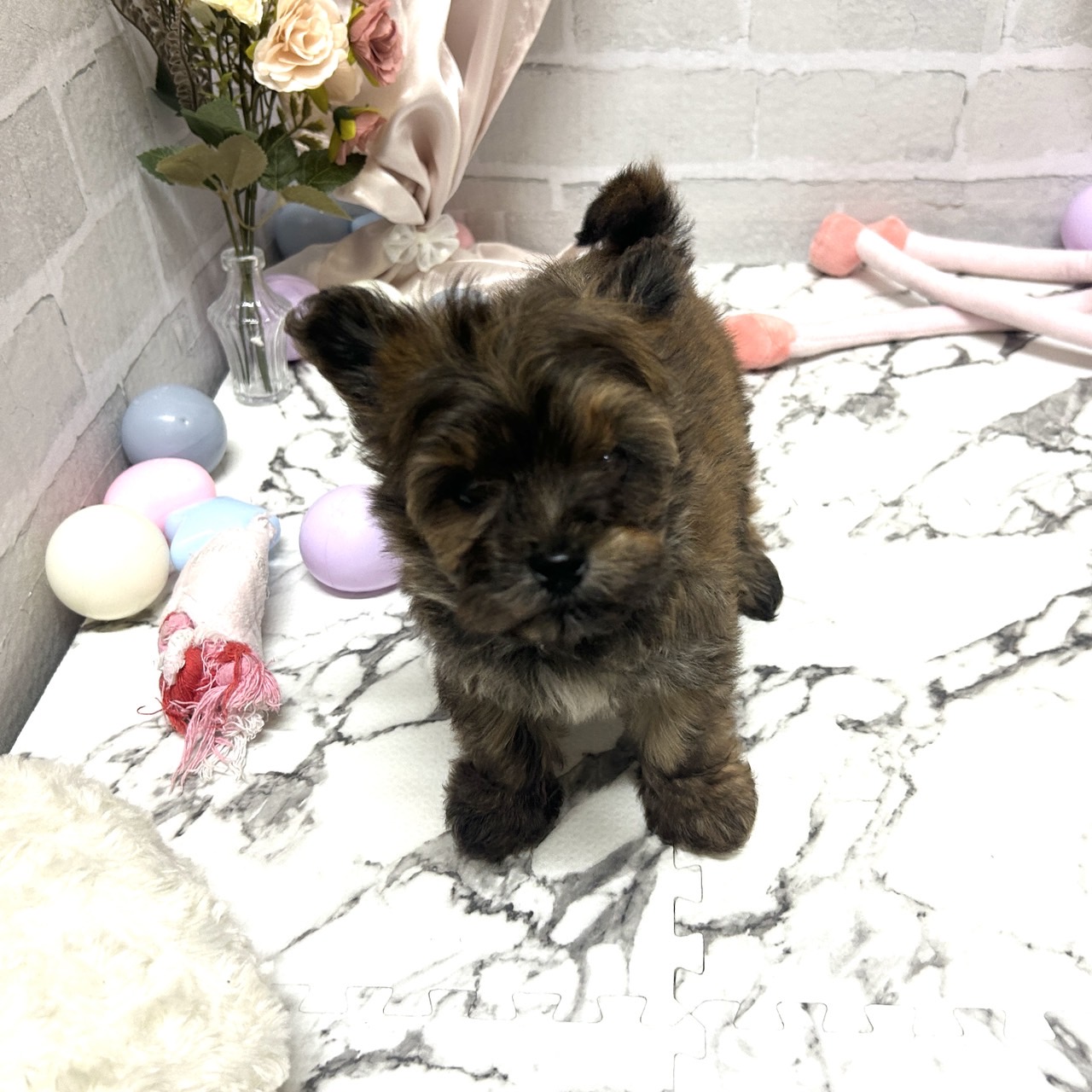 愛知県のチワプー/プーチー(チワワ×プードル) (犬の家＆猫の里岡崎店/2025年10月20日生まれ/男の子/チョコレートセーブル)の子犬の2枚目の画像