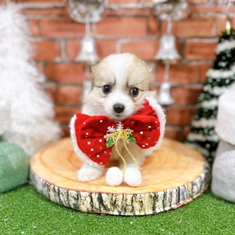 神奈川県のポメチワ/チワポメ/ポメチー(ポメラニアン×チワワ) (犬の家＆猫の里小田原店/2025年10月20日生まれ/女の子/パーティーカラー)の子犬の2枚目の画像