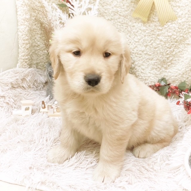静岡県のゴールデンレトリバー (犬の家＆猫の里藤枝店/2025年10月19日生まれ/男の子/ゴールデン)の子犬の2枚目の画像