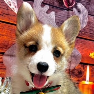 福岡県のウェルシュコーギーペンブローク (犬の家＆猫の里トリアス久山店/2025年10月20日生まれ/女の子/レッドホワイト)の子犬の1枚目の画像