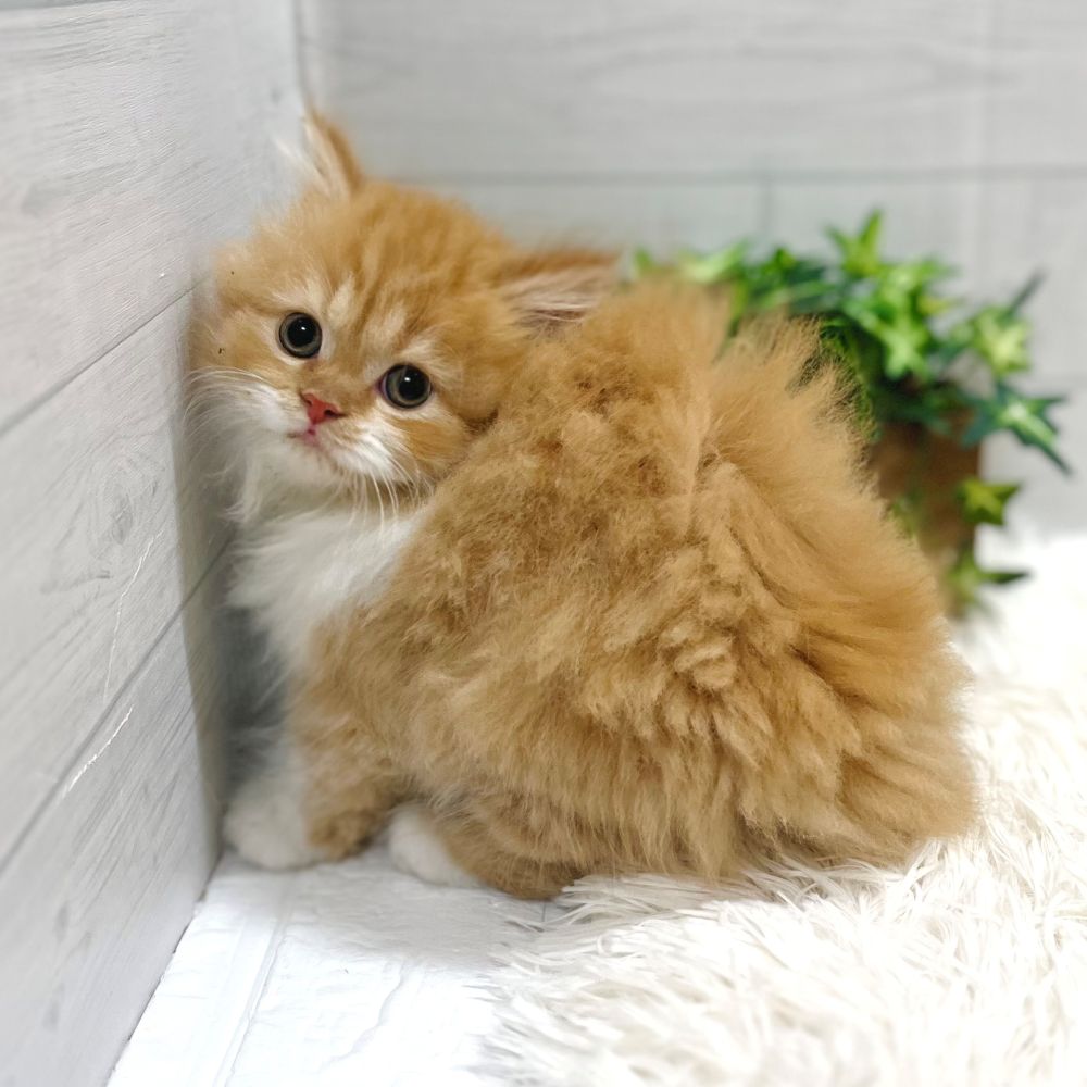 愛知県のスコティッシュストレート (犬の家＆猫の里豊田店/2025年10月21日生まれ/女の子/レッドタビーホワイト)の子猫の2枚目の画像