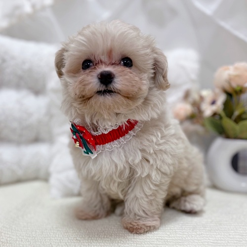 岐阜県のマルプー(マルチーズ×プードル) (犬の家＆猫の里カラフルタウン岐阜店/2025年10月20日生まれ/男の子/クリーム)の子犬の2枚目の画像