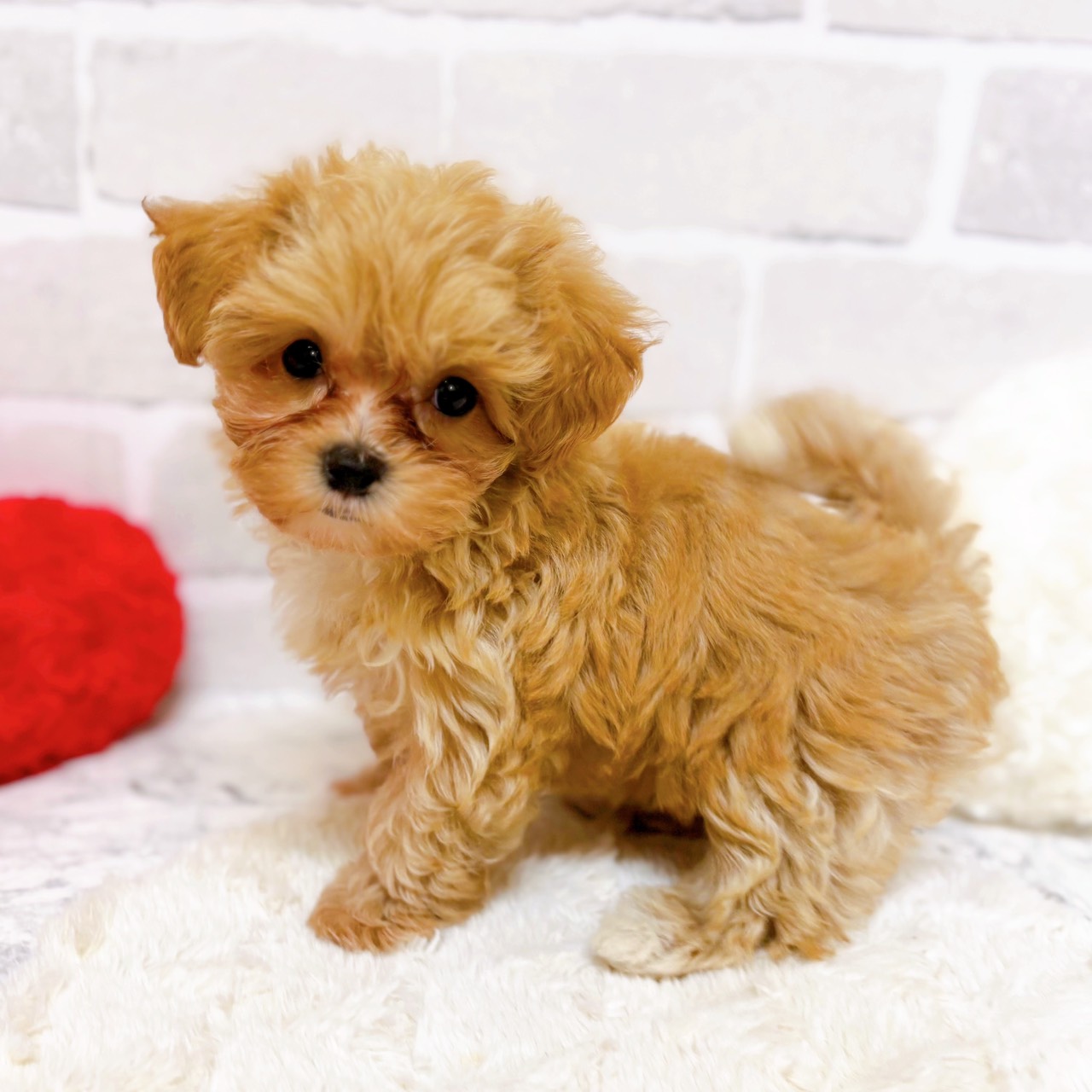 京都府のマルプー(マルチーズ×プードル) (犬の家＆猫の里京都精華店/2025年10月20日生まれ/女の子/アプリコット)の子犬の2枚目の画像