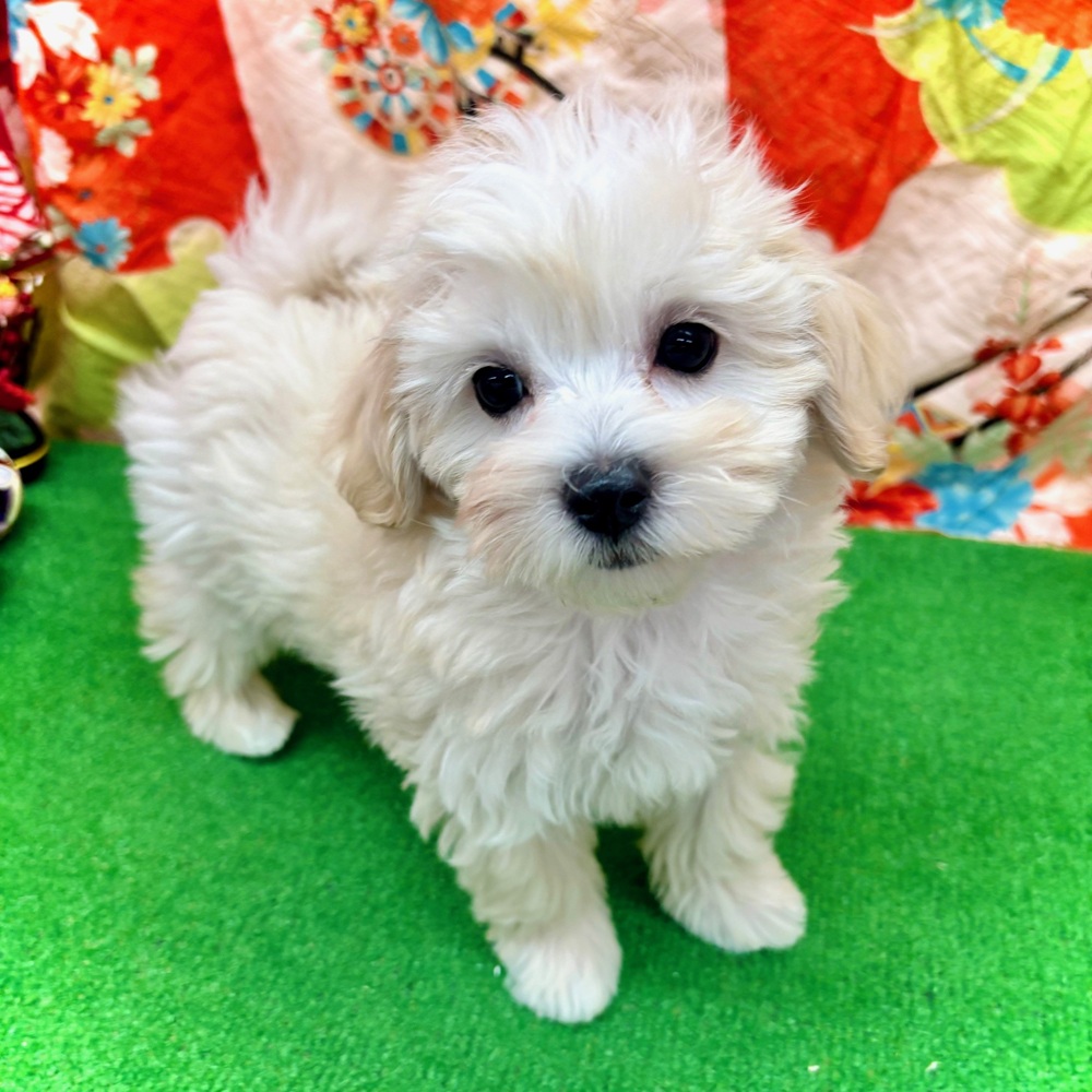 愛知県のマルプー(マルチーズ×プードル) (犬の家＆猫の里名古屋天白店/2025年10月20日生まれ/女の子/クリームホワイト)の子犬の2枚目の画像