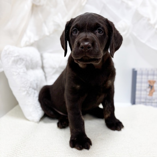 岐阜県のラブラドールレトリーバー (犬の家＆猫の里カラフルタウン岐阜店/2025年10月20日生まれ/男の子/チョコレート)の子犬の1枚目の画像