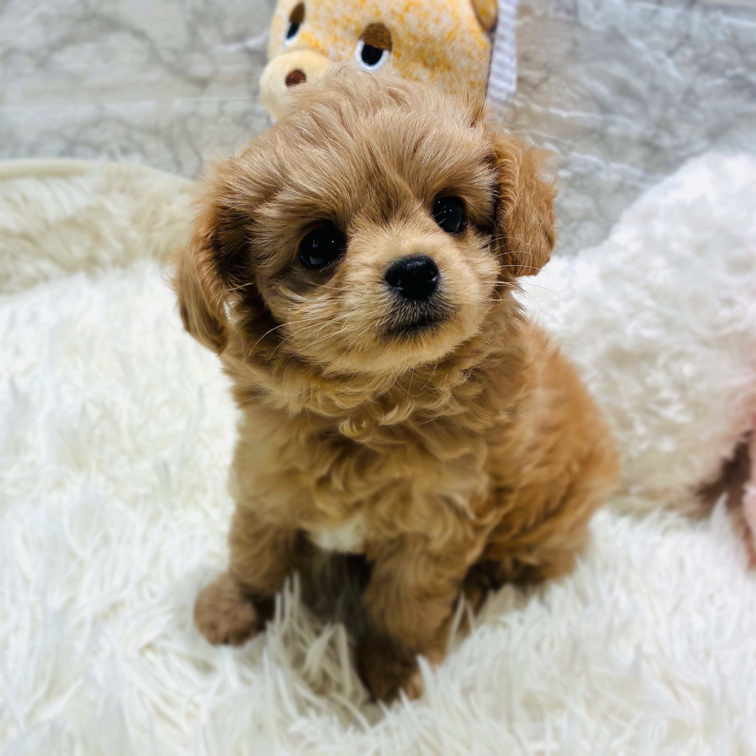 愛知県のチワプー/プーチー(チワワ×プードル) (犬の家＆猫の里MiO香久山店/2025年10月20日生まれ/男の子/アプリコット)の子犬の2枚目の画像