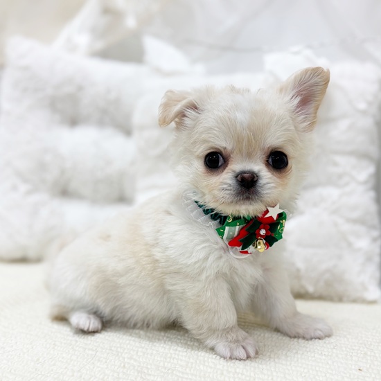 岐阜県のチワワ(ロング) (犬の家＆猫の里カラフルタウン岐阜店/2025年10月20日生まれ/男の子/クリームホワイト)の子犬の2枚目の画像