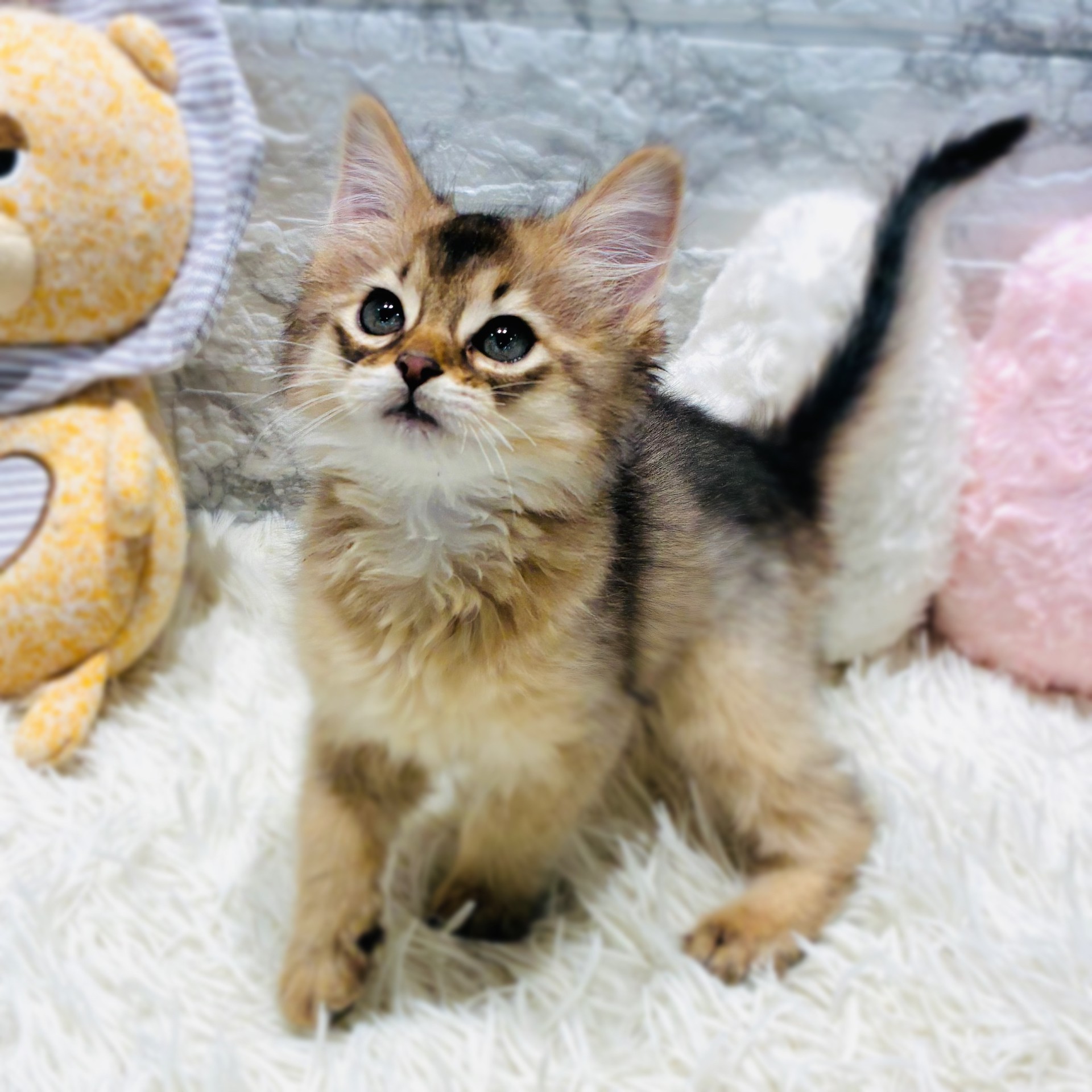 愛知県のソマリ (犬の家＆猫の里MiO香久山店/2025年10月21日生まれ/女の子/ルディ)の子猫の2枚目の画像
