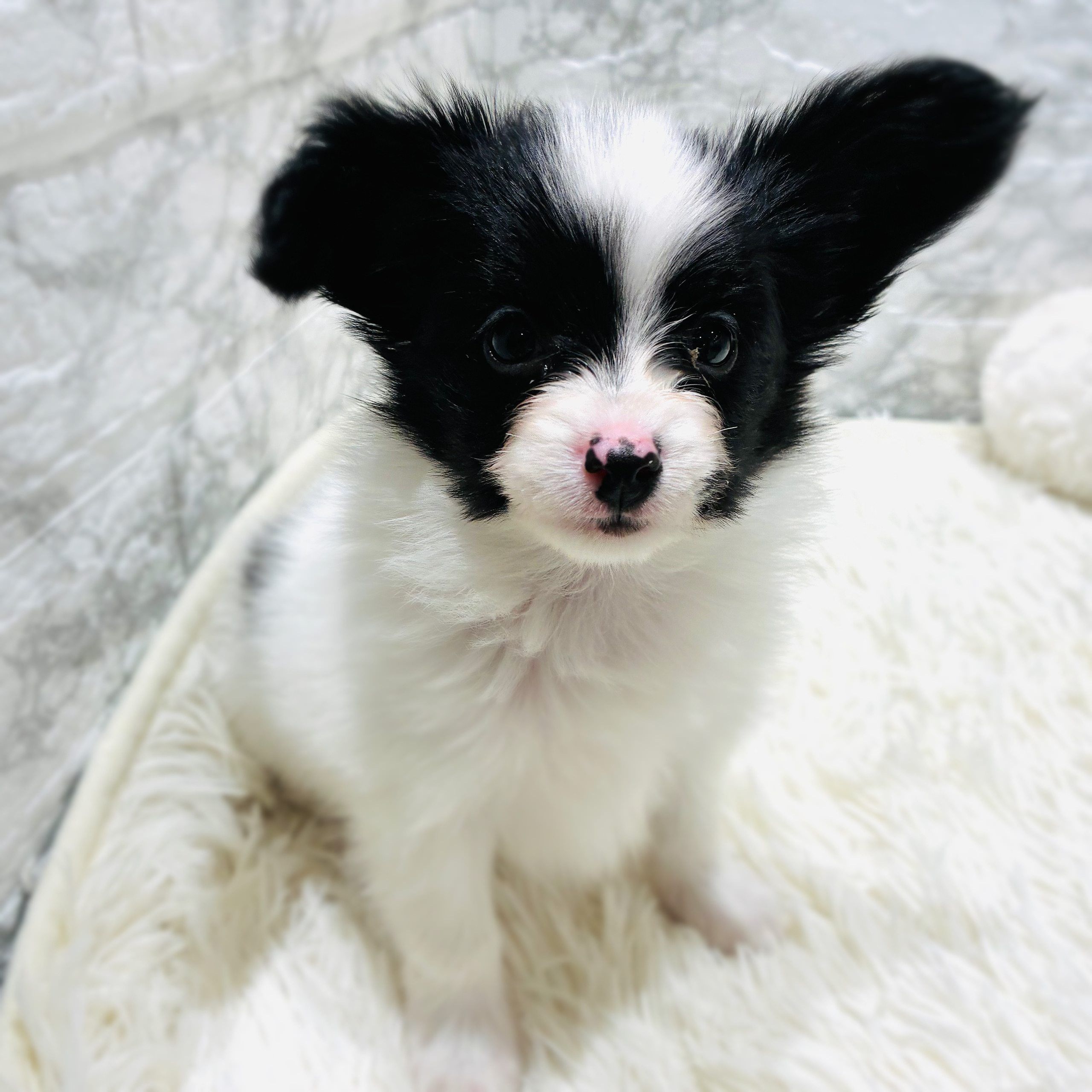 愛知県のパピヨン (犬の家＆猫の里MiO香久山店/2025年10月20日生まれ/女の子/ホワイトブラック)の子犬の2枚目の画像