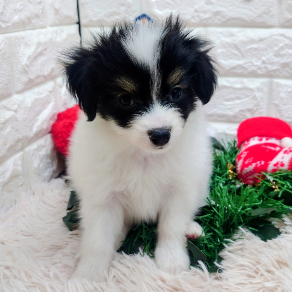 愛知県のパピヨン (犬の家＆猫の里MEGAドン・キホーテ東海名和店/2025年10月20日生まれ/男の子/トライカラー)の子犬の2枚目の画像