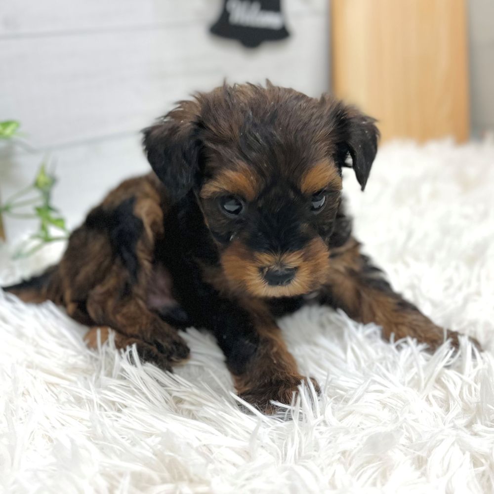 愛知県のハーフ犬・ミックス犬 (犬の家＆猫の里豊田店/2025年10月20日生まれ/男の子/レッド)の子犬の2枚目の画像