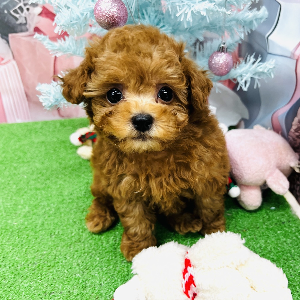 愛知県のトイプードル(トイ) (犬の家＆猫の里名古屋天白店/2025年10月22日生まれ/女の子/レッド)の子犬の1枚目の画像