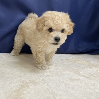 愛知県のビションプー(ビションフリーゼ×プードル) (犬の家＆猫の里一宮店/2025年10月22日生まれ/男の子/クリーム)の子犬の2枚目の画像