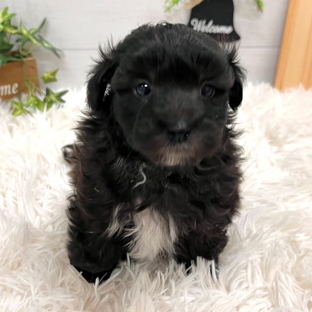 愛知県のマルプー(マルチーズ×プードル) (犬の家＆猫の里豊田店/2025年10月21日生まれ/男の子/ブラックホワイト)の子犬の2枚目の画像