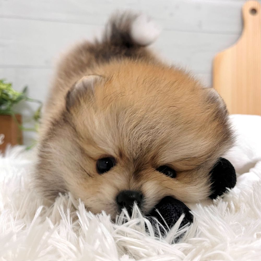 愛知県のポメラニアン (犬の家＆猫の里豊田店/2025年10月22日生まれ/男の子/オレンジ)の子犬の2枚目の画像