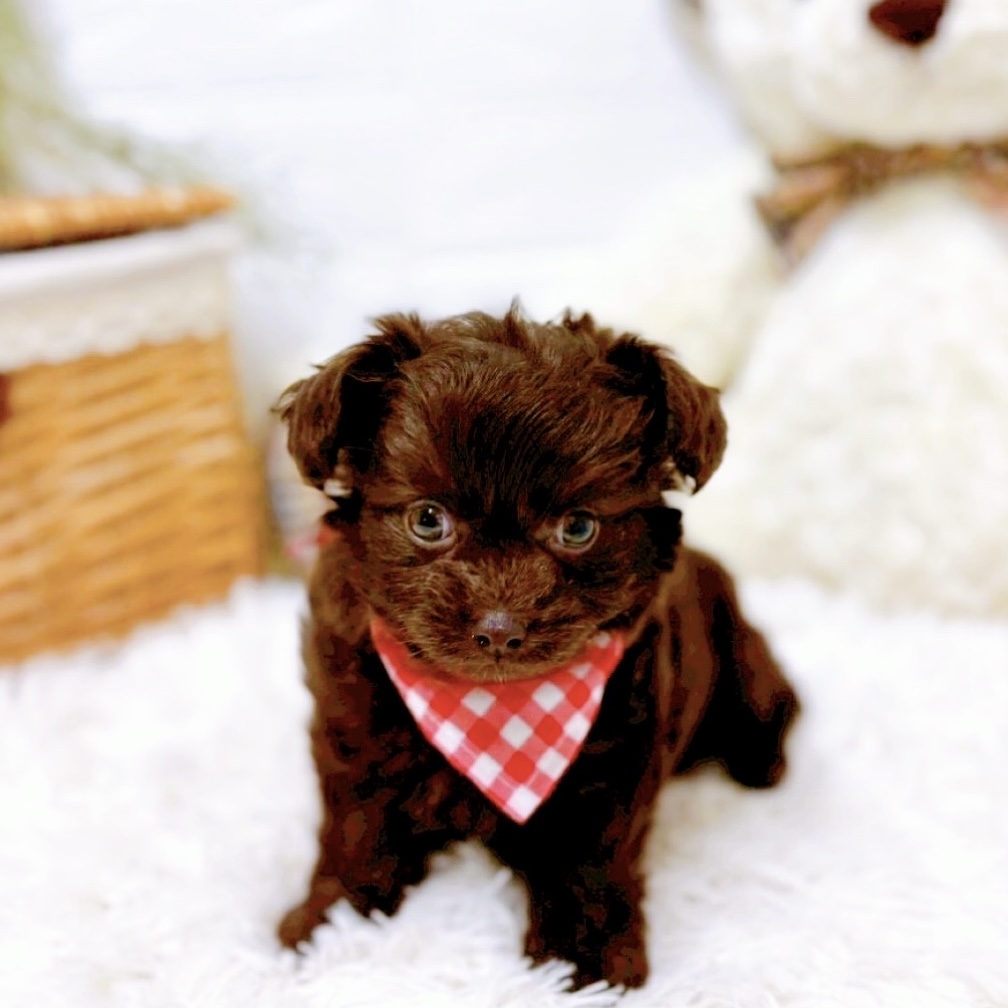 滋賀県のチワプー/プーチー(チワワ×プードル) (犬の家＆猫の里近江八幡店/2025年10月22日生まれ/女の子/チョコレート)の子犬の1枚目の画像