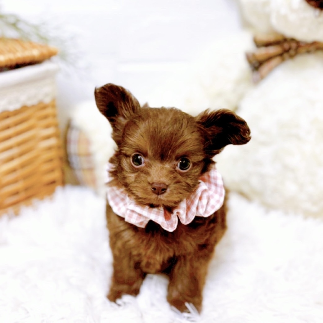 滋賀県のチワプー/プーチー(チワワ×プードル) (犬の家＆猫の里近江八幡店/2025年10月22日生まれ/女の子/チョコレート)の子犬の1枚目の画像