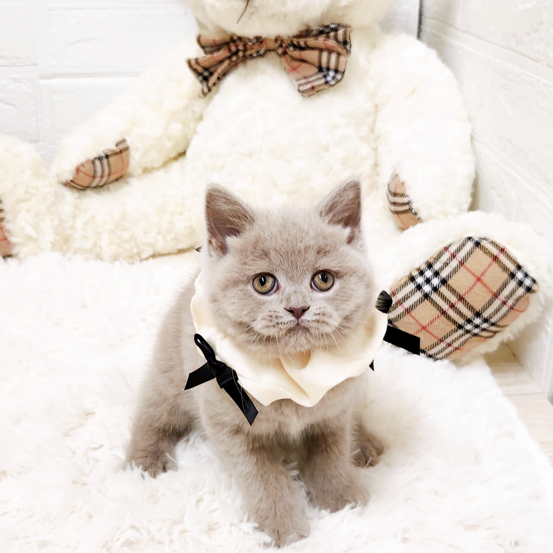 滋賀県のブリティッシュロングヘアー (犬の家＆猫の里近江八幡店/2025年10月23日生まれ/女の子/ライラック)の子猫の1枚目の画像