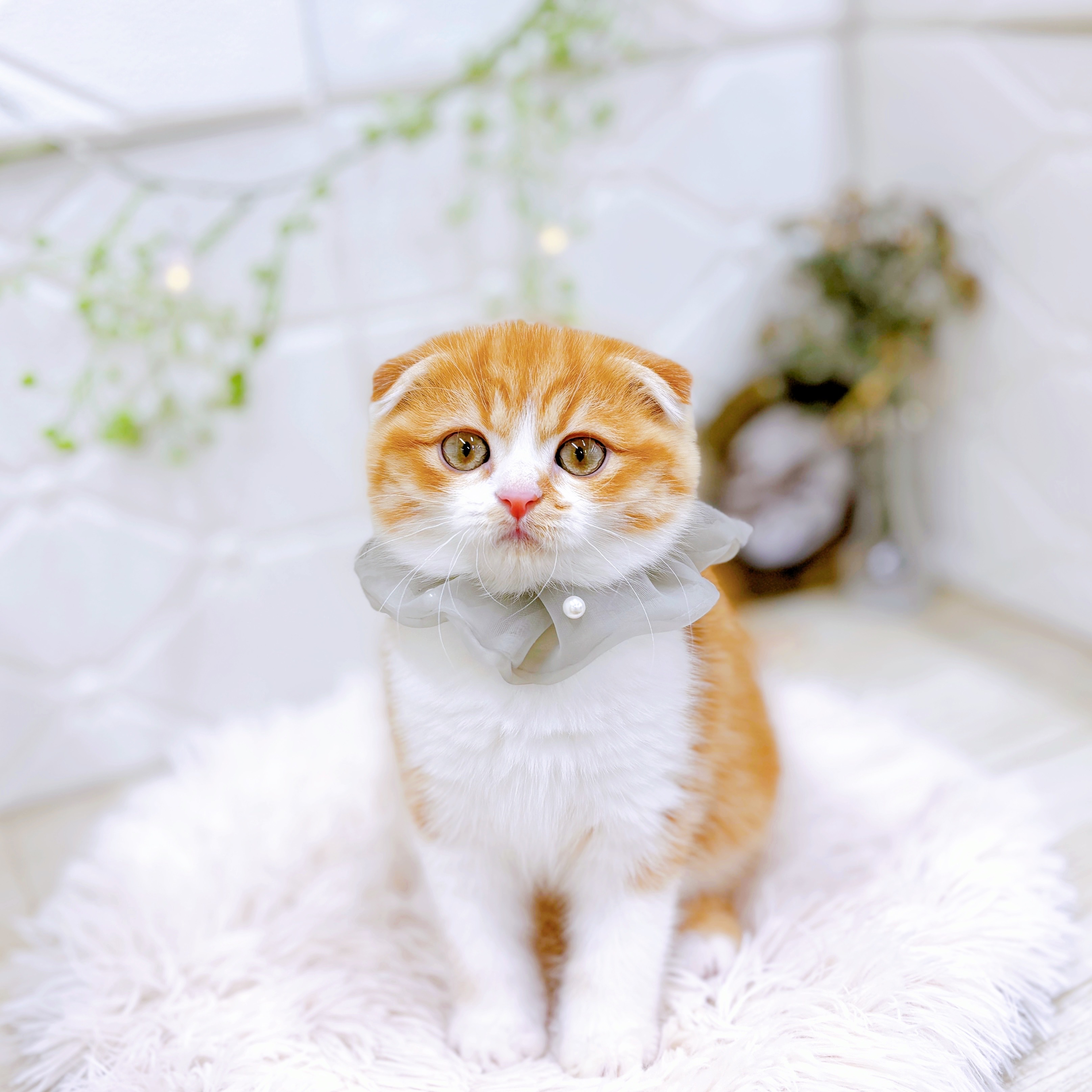 福井県のスコティッシュフォールド (犬の家＆猫の里アミーゴ福井店/2025年10月21日生まれ/男の子/レッドタビーホワイト)の子猫の1枚目の画像