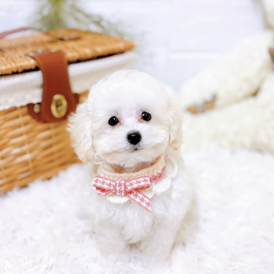 滋賀県のトイプードル(トイ) (犬の家＆猫の里近江八幡店/2025年10月22日生まれ/女の子/ホワイト)の子犬の1枚目の画像