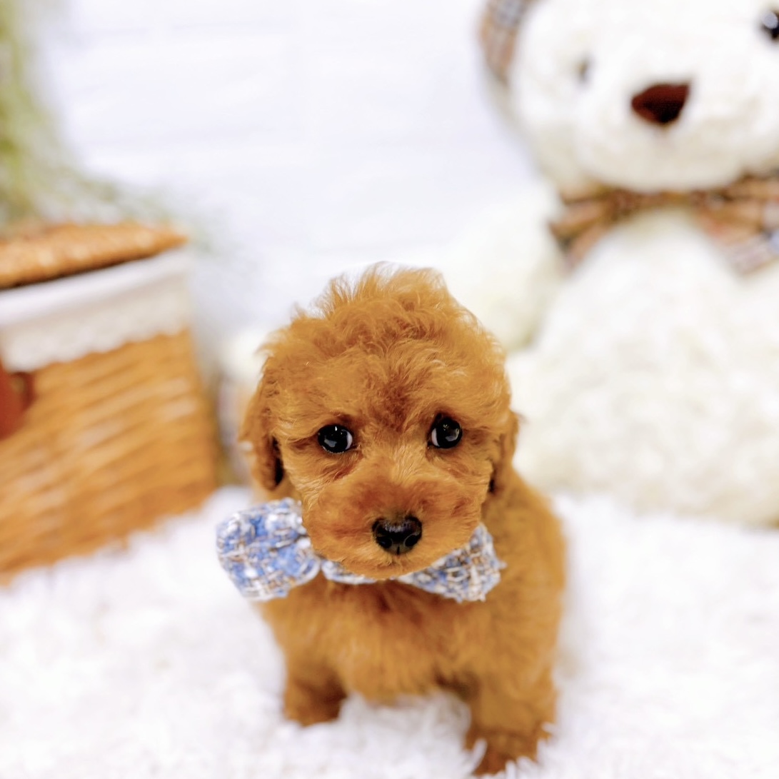 滋賀県のトイプードル(トイ) (犬の家＆猫の里近江八幡店/2025年10月21日生まれ/男の子/オレンジフォーン)の子犬の1枚目の画像