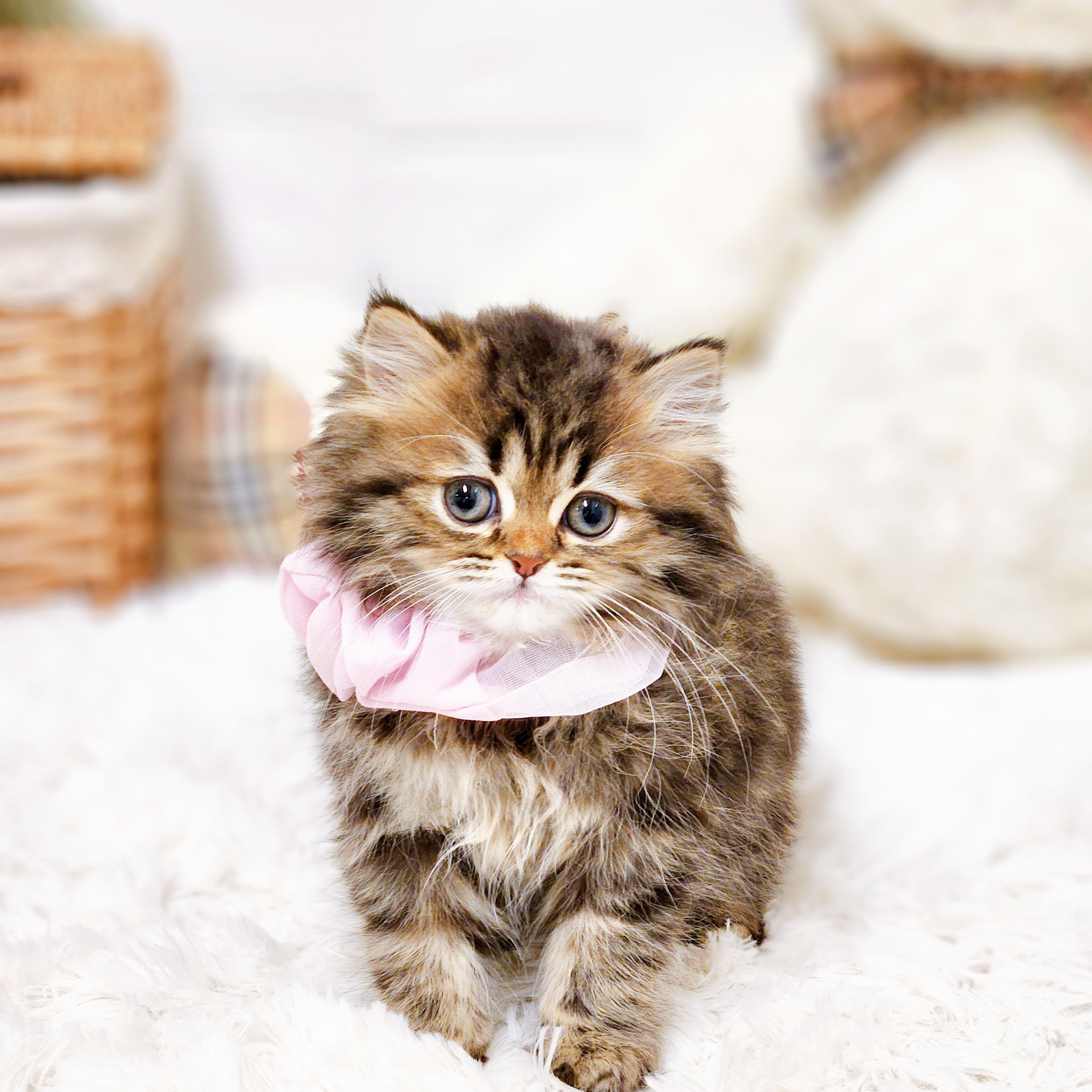 滋賀県のスコティッシュフォールド (犬の家＆猫の里近江八幡店/2025年10月12日生まれ/女の子/ブラウンパッチドタビー)の子猫の1枚目の画像