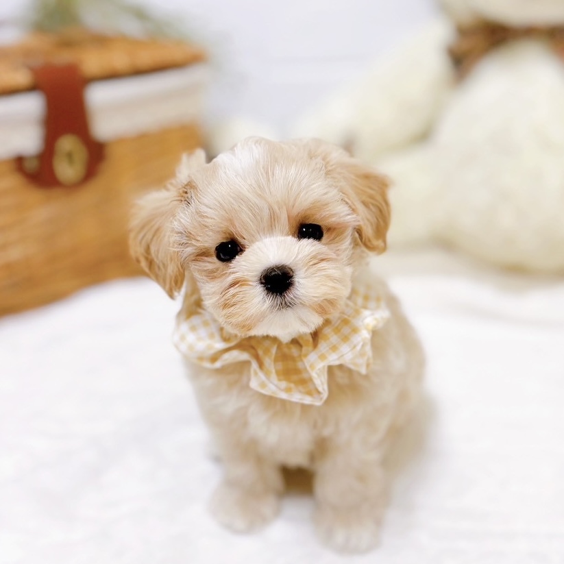 滋賀県のマルプー(マルチーズ×プードル) (犬の家＆猫の里近江八幡店/2025年10月22日生まれ/女の子/クリーム)の子犬の1枚目の画像