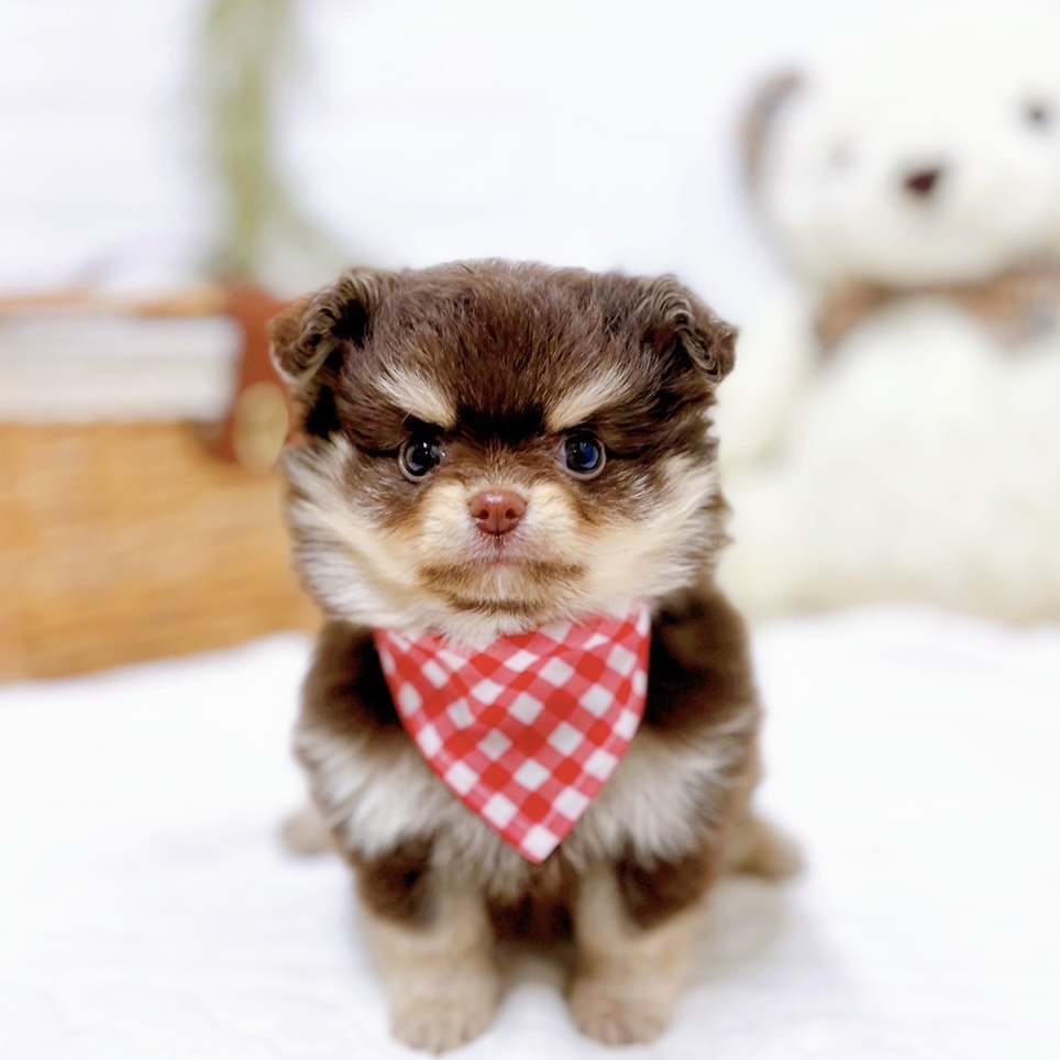 滋賀県のポメチワ/チワポメ/ポメチー(ポメラニアン×チワワ) (犬の家＆猫の里近江八幡店/2025年10月22日生まれ/女の子/チョコレートクリーム)の子犬