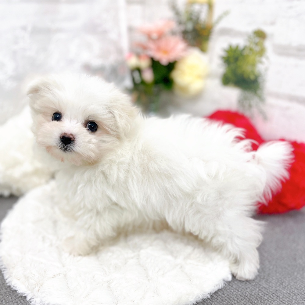 京都府のポメマル/マルポメ(ポメラニアン×マルチーズ) (犬の家＆猫の里京都樟葉店/2025年10月22日生まれ/女の子/ホワイト)の子犬の2枚目の画像