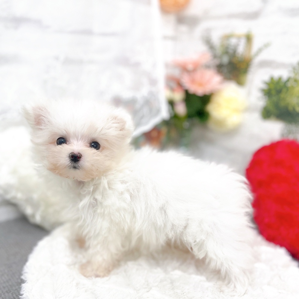 京都府のポメマル/マルポメ(ポメラニアン×マルチーズ) (犬の家＆猫の里京都樟葉店/2025年10月22日生まれ/女の子/ホワイト)の子犬の2枚目の画像