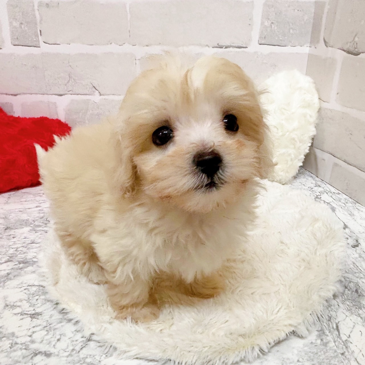 京都府のマルプー(マルチーズ×プードル) (犬の家＆猫の里京都精華店/2025年10月23日生まれ/女の子/クリーム)の子犬の2枚目の画像