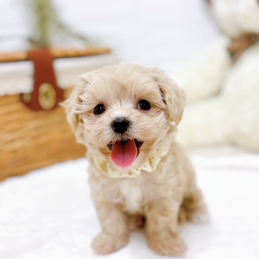 滋賀県のマルプー(マルチーズ×プードル) (犬の家＆猫の里近江八幡店/2025年10月22日生まれ/女の子/クリーム)の子犬