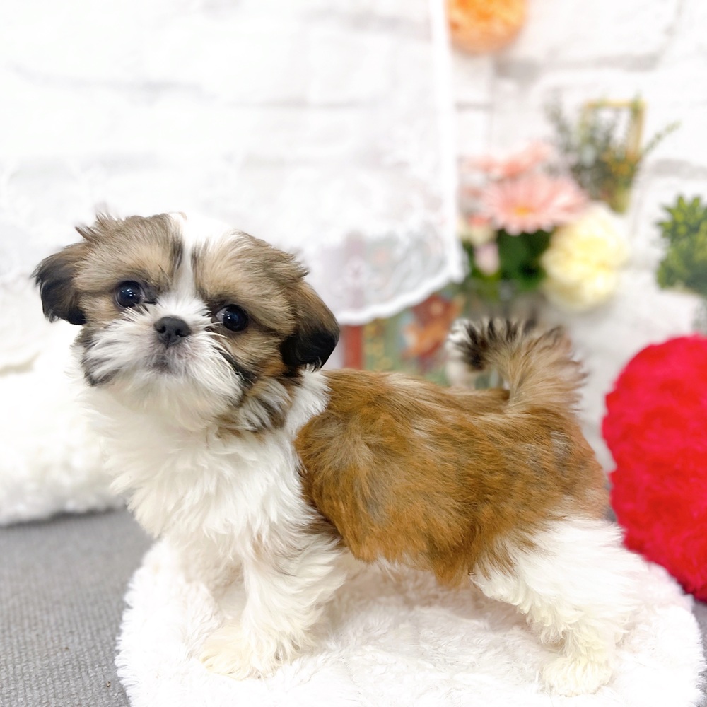 京都府のシーズー (犬の家＆猫の里京都樟葉店/2025年10月20日生まれ/女の子/ホワイトゴールド)の子犬の2枚目の画像