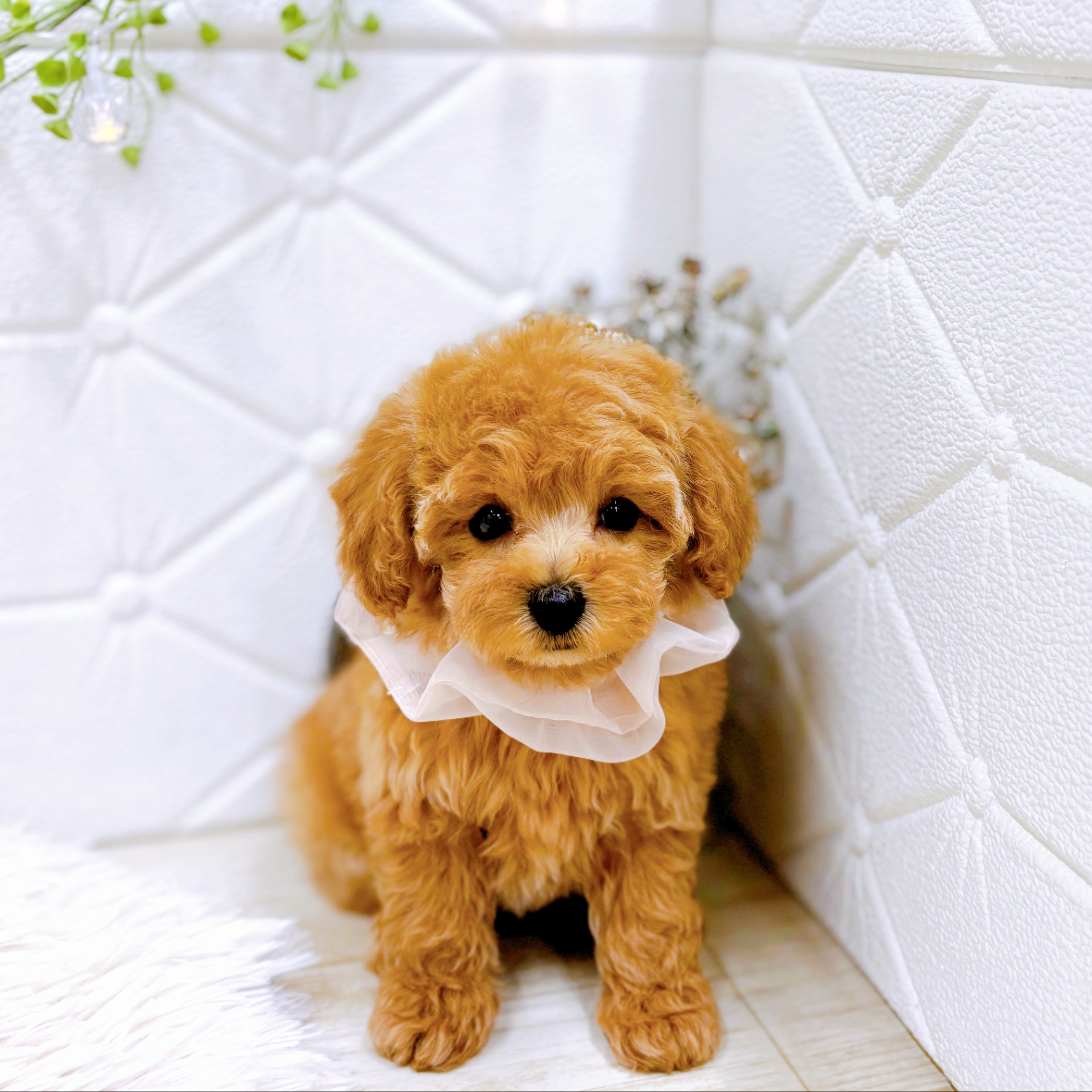 福井県のトイプードル(タイニー) (犬の家＆猫の里アミーゴ福井店/2025年10月15日生まれ/女の子/オレンジフォーン)の子犬の1枚目の画像