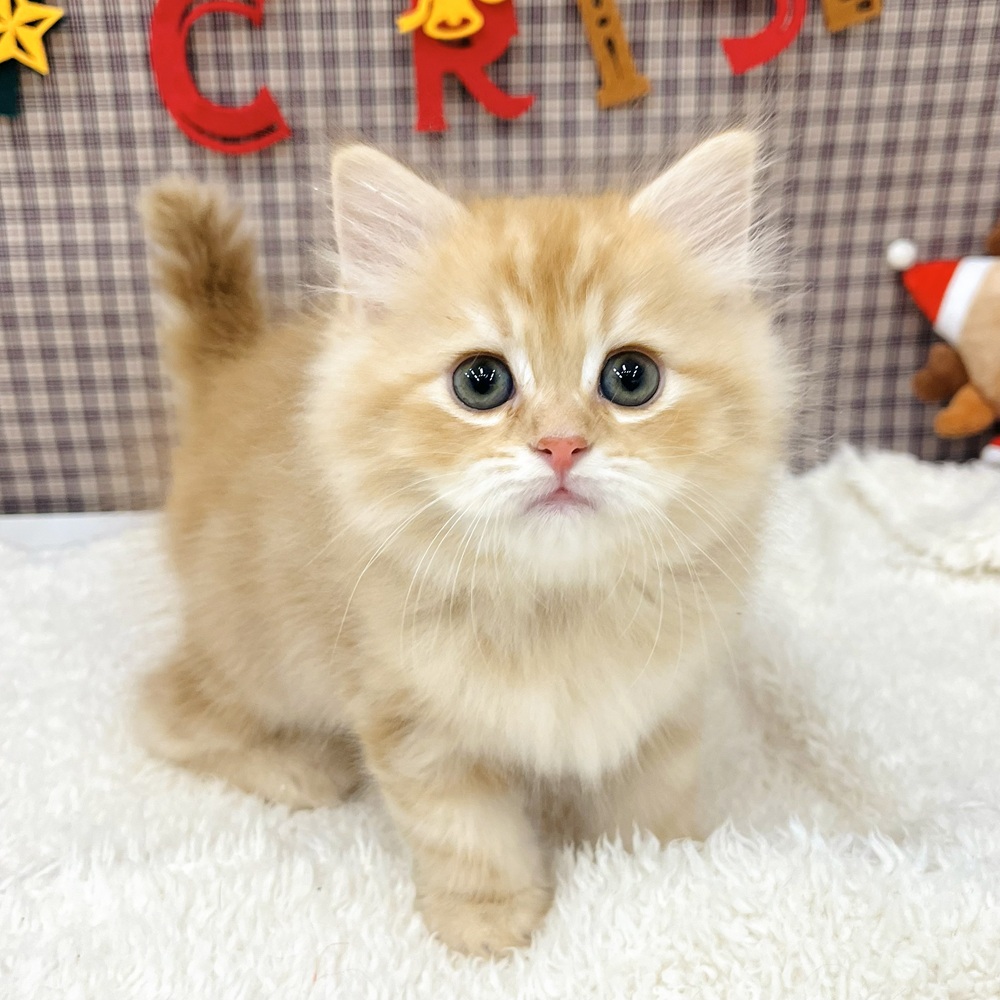 愛知県のサイベリアン (犬の家＆猫の里エアポートウォーク店/2025年10月24日生まれ/男の子/レッドタビーホワイト)の子猫の1枚目の画像