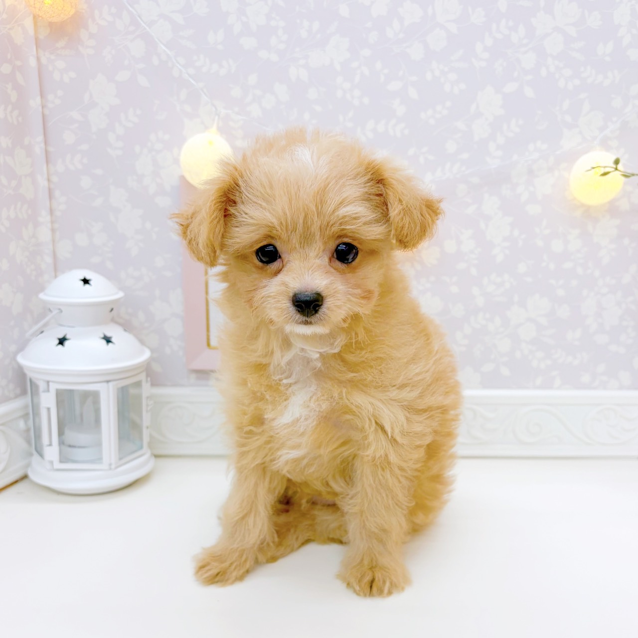 富山県のチワプー/プーチー(チワワ×プードル) (犬の家＆猫の里富山店/2025年10月20日生まれ/女の子/アプリコットホワイト)の子犬の2枚目の画像