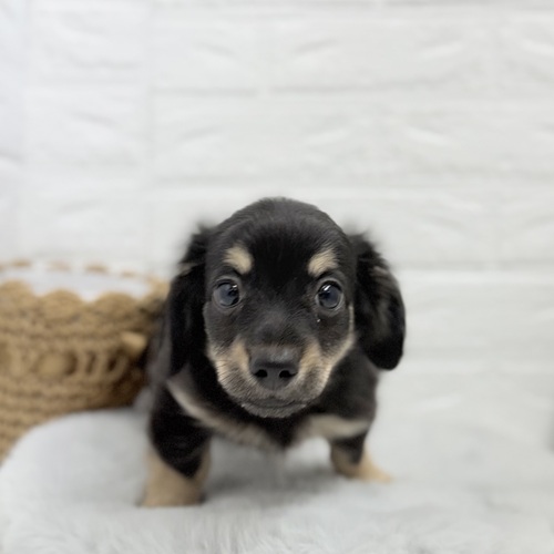 愛知県のチワックス(チワワ×ダックス) (犬の家＆猫の里豊川インター店/2025年10月23日生まれ/男の子/ブラックタン)の子犬の1枚目の画像