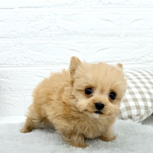 愛知県のチワプー/プーチー(チワワ×プードル) (犬の家＆猫の里豊川インター店/2025年10月22日生まれ/男の子/アプリコット)の子犬の1枚目の画像