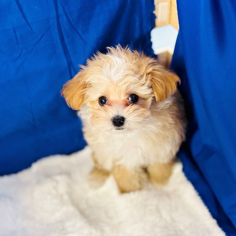 愛知県のマルプー(マルチーズ×プードル) (犬の家＆猫の里愛知刈谷店/2025年10月26日生まれ/男の子/アプリコットホワイト)の子犬の2枚目の画像