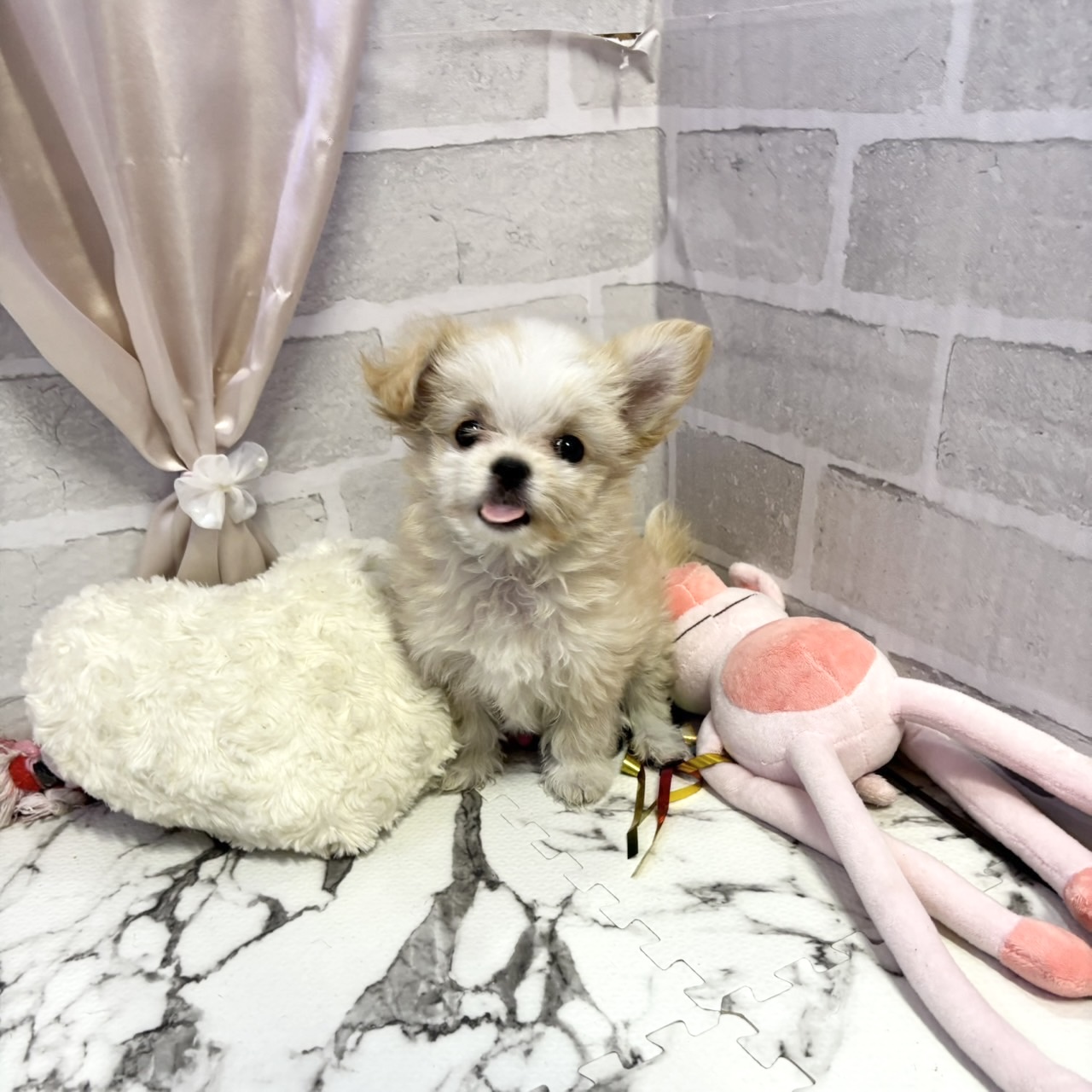 愛知県のチワマル/マルチワ(チワワ×マルチーズ) (犬の家＆猫の里岡崎店/2025年10月24日生まれ/女の子/クリームホワイト)の子犬の2枚目の画像