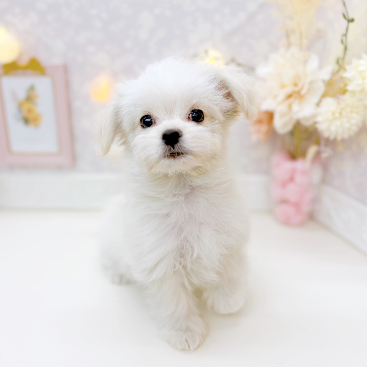 富山県のチワマル/マルチワ(チワワ×マルチーズ) (犬の家＆猫の里富山店/2025年10月24日生まれ/男の子/クリームホワイト)の子犬の2枚目の画像